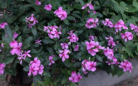 元宵节的传说故事简短50字（元宵节的传说故事简短）