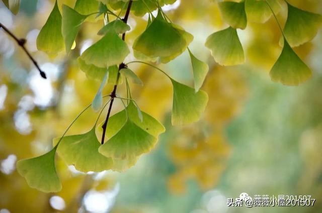 写樱花的作文300字左右三年级（写樱花的作文500字）