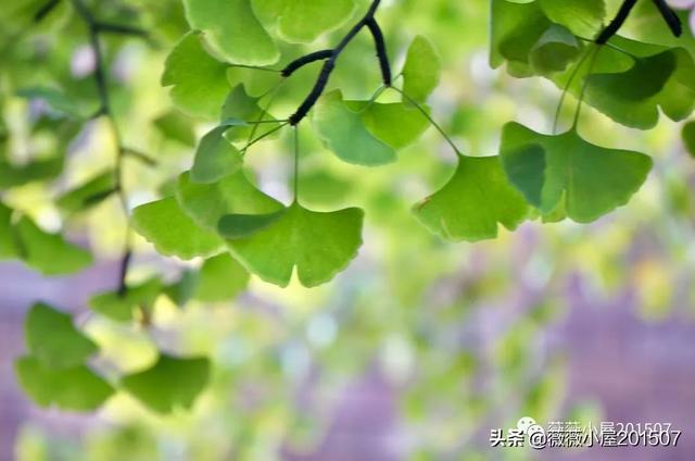 写樱花的作文300字左右三年级（写樱花的作文500字）