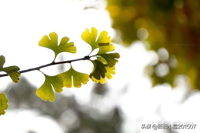 写樱花的作文300字左右三年级（写樱花的作文500字）