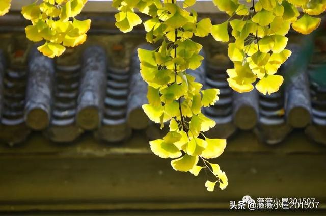 写樱花的作文300字左右三年级（写樱花的作文500字）