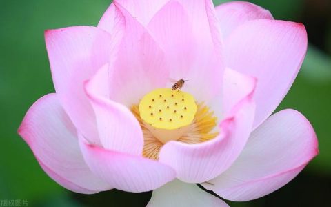 写芦荟的作文怎么写（写芦荟的作文400字）