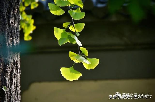 写樱花的作文300字左右三年级（写樱花的作文500字）
