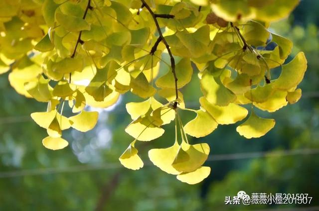 写樱花的作文300字左右三年级（写樱花的作文500字）