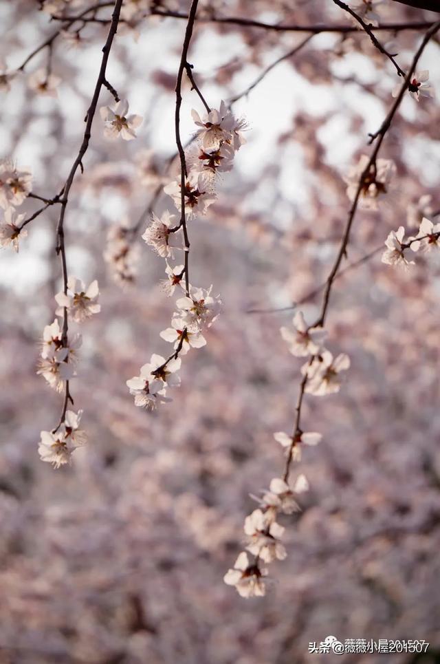 写樱花的作文300字左右三年级（写樱花的作文500字）