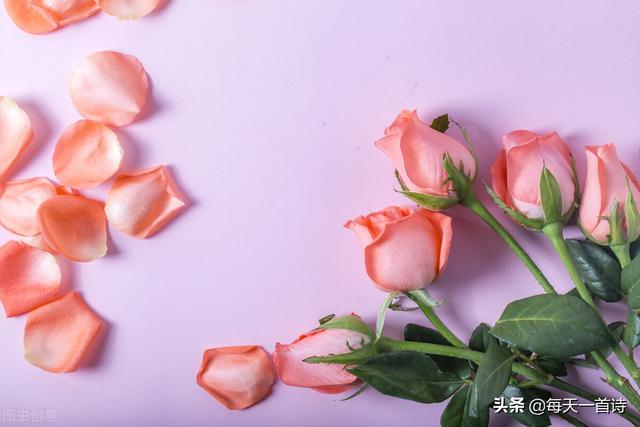 写玫瑰花的作文500字左右（写玫瑰花的作文100字）