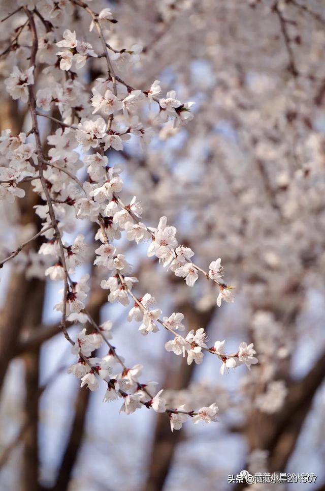 写樱花的作文300字左右三年级（写樱花的作文500字）
