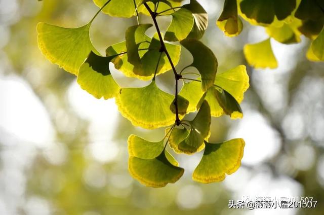 写樱花的作文300字左右三年级（写樱花的作文500字）