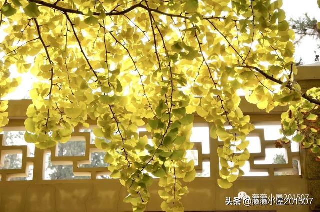 写樱花的作文300字左右三年级（写樱花的作文500字）