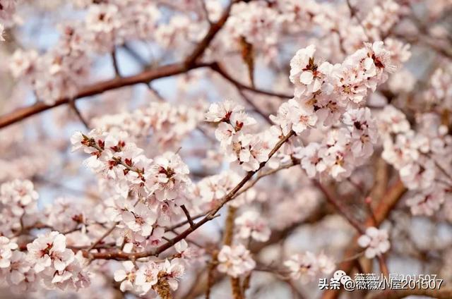 写樱花的作文300字左右三年级（写樱花的作文500字）