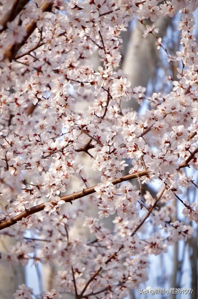 写樱花的作文300字左右三年级（写樱花的作文500字）