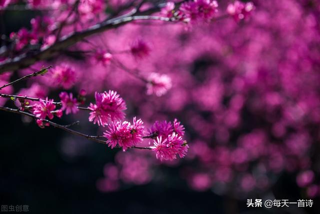 写玫瑰花的作文500字左右（写玫瑰花的作文100字）