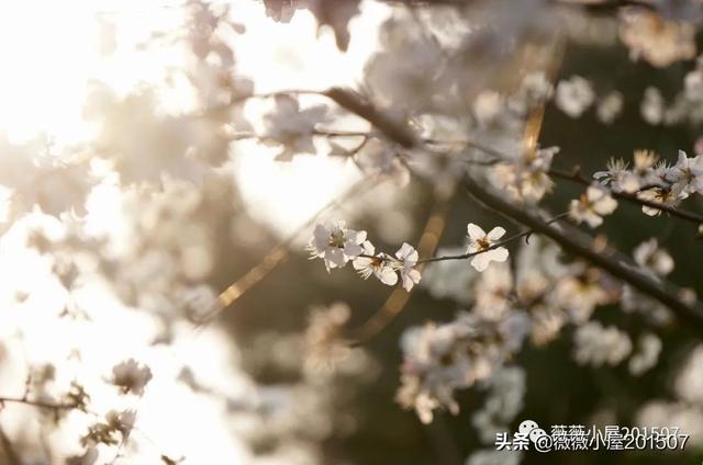写樱花的作文300字左右三年级（写樱花的作文500字）