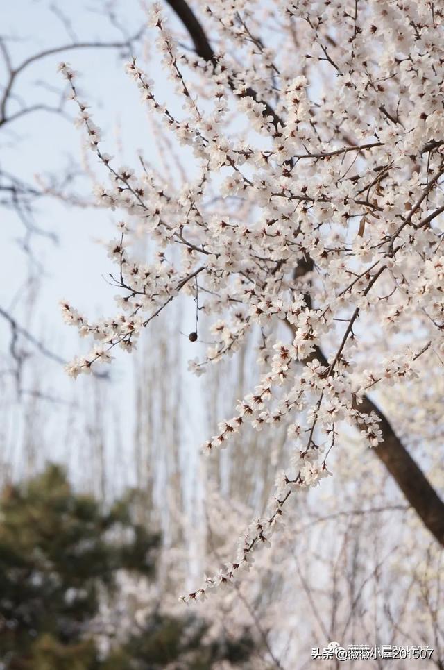 写樱花的作文300字左右三年级（写樱花的作文500字）