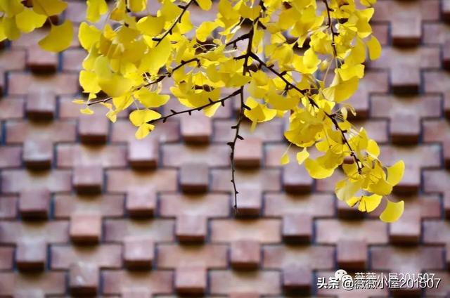 写樱花的作文300字左右三年级（写樱花的作文500字）