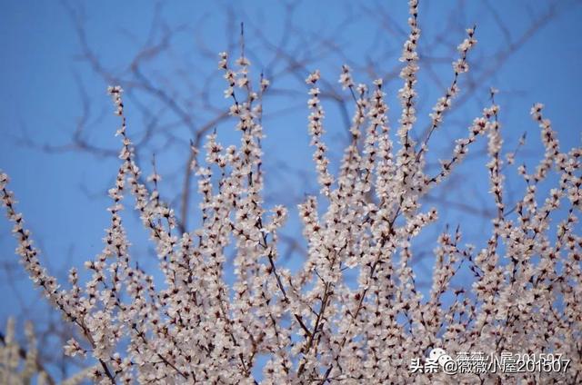 写樱花的作文300字左右三年级（写樱花的作文500字）