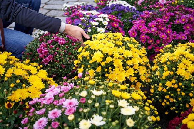 菊花涝怎么读，菊花涝是什么