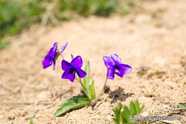 陌路花开什么意思，陌路花开是什么意思