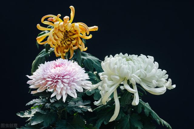 菊花涝怎么读，菊花涝是什么
