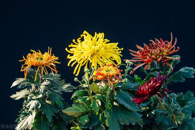 菊花涝怎么读，菊花涝是什么