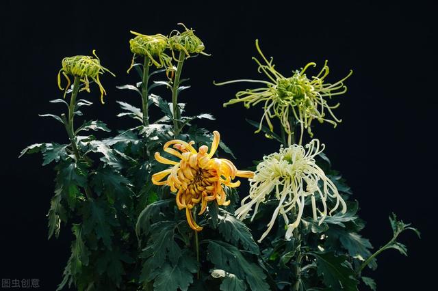 菊花涝怎么读，菊花涝是什么