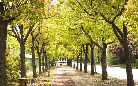 我的校园生活作文200字，我的校园生活作文400字